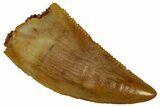 Serrated Raptor Tooth - Real Dinosaur Tooth #353365-1